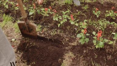 男人。挖掘土壤铲花圃夏天花园园丁准备地面移植花夏天园艺农村